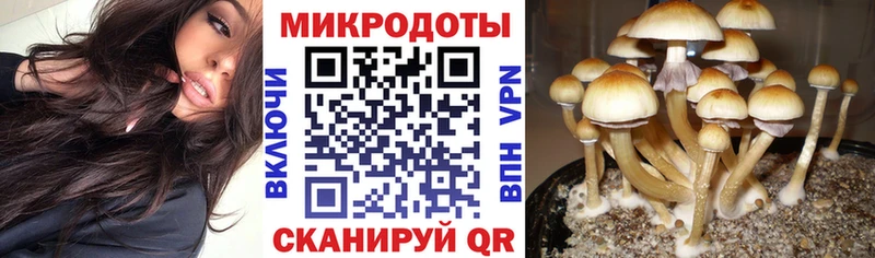 кракен зеркало Воронеж Псилоцибиновые грибы Psilocybine cubensis